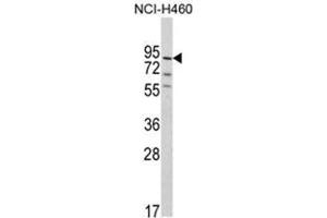 Western blot analysis of MyoGEF Antibody (N-term) in NCI-H460 cell line lysates (35ug/lane). (PLEKHG6 antibody  (N-Term))