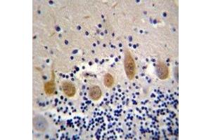 MST1 antibody immunohistochemistry analysis in formalin fixed and paraffin embedded human cerebellum tissue. (MST1 antibody  (AA 454-483))