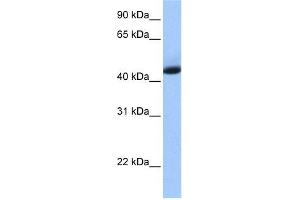 KHDRBS1 antibody used at 1 ug/ml to detect target protein. (KHDRBS1 antibody  (N-Term))