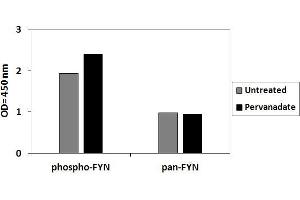 293 cells were treated or untreated with Pervanadate. (FYN ELISA Kit)