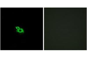 OR2A1 antibody  (AA 241-290)