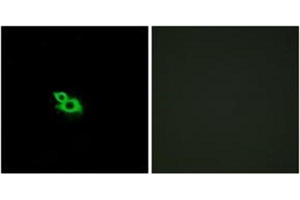 OR2A1 antibody  (AA 241-290)