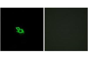 Immunofluorescence (IF) image for anti-Olfactory Receptor, Family 2, Subfamily A, Member 1 (OR2A1) (AA 241-290) antibody (ABIN2890923) (OR2A1 antibody  (AA 241-290))