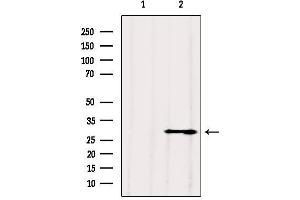 Western blot analysis of extracts from 3t3, using VDAC3 Antibody. (VDAC3 antibody  (N-Term))