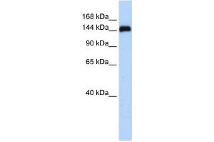 KIAA0182 antibody used at 1 ug/ml to detect target protein. (GSE1/KIAA0182 antibody  (N-Term))
