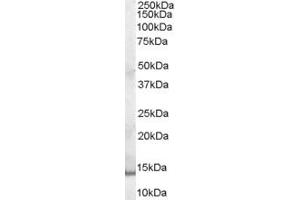 ABIN185621 (0. (PIP antibody  (Internal Region))