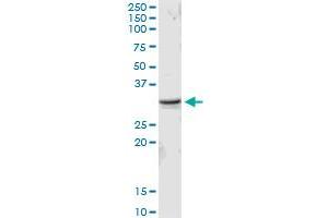 MED6 MaxPab rabbit polyclonal antibody. (MED6 antibody  (AA 1-246))