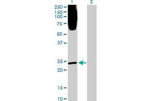 Western Blot analysis of PLA2G1B expression in transfected 293T cell line by PLA2G1B MaxPab polyclonal antibody.