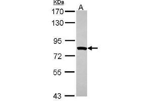 MTMR2 antibody  (C-Term)