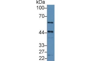 Western Blot; Sample: Human PC3 cell lysate; Primary Ab: 3µg/ml Rabbit Anti-Human CX3CL1 Antibody Second Ab: 0. (CX3CL1 antibody  (AA 81-336))