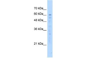 WB Suggested Anti-KIAA0494 Antibody Titration:  5. (KIAA0494 antibody  (N-Term))