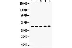 Anti- SIRT7 Picoband antibody, Western blottingAll lanes: Anti SIRT7  at 0. (SIRT7 antibody  (AA 8-350))