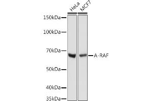 Western blot analysis of extracts of various cell lines, using A-RAF antibody (ABIN7271263) at 1:1000 dilution. (ARAF antibody)