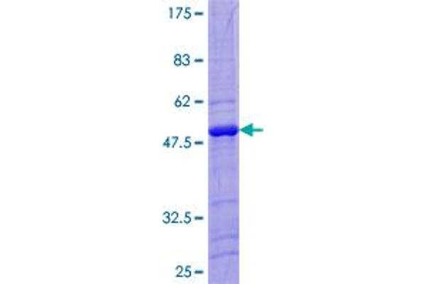 LITAF Protein (AA 1-161) (GST tag)