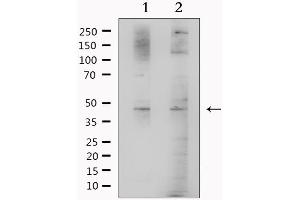 Western blot analysis of extracts from various samples, using BHMT Antibody. (BHMT antibody  (C-Term))