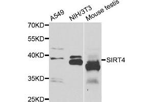 Western blot analysis of extracts of various cell lines, using SIRT4 antibody.