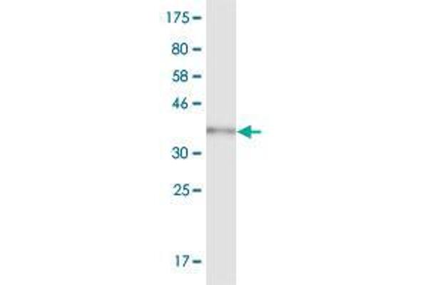 SYNE1 antibody  (AA 1561-1670)