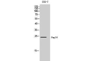 Western Blotting (WB) image for anti-Peroxisomal Membrane Protein 4 (PXMP4) (N-Term) antibody (ABIN3186511) (PXMP4 antibody  (N-Term))