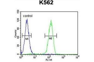 Flow cytometric analysis of K562 cells using LARS2 Antibody (Center) Cat. (LARS2 antibody  (Middle Region))