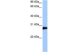 NSF antibody used at 0. (NSF antibody  (C-Term))