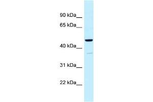 WB Suggested Anti-UQCRC1 Antibody Titration: 1. (UQCRC1 antibody  (N-Term))