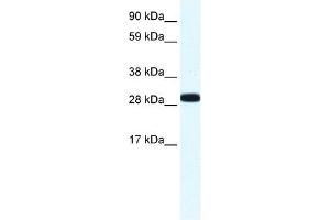 Annexin A4 antibody used at 1.