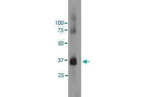 Western blot analysis of bovine retinal extracts using RHO monoclonal antibody, clone A531  at 1:5000 dilution. (Rho-related GTP-binding protein antibody)