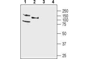 Western blot analysis of rat (lanes 1 and 3) and mouse (lanes 2 and 4) brain membranes: - 1,2. (KCNQ4 antibody  (C-Term, Intracellular))