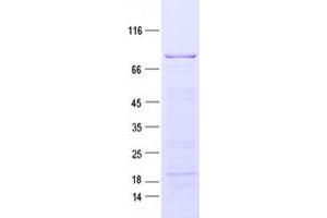 Validation with Western Blot (MARK3 Protein (His tag))