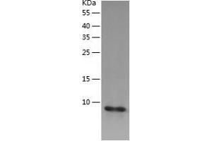 Western Blotting (WB) image for Costars family protein ABRACL (ABRACL) (AA 1-81) protein (His tag) (ABIN7289173) (ABRACL/C6orf115 Protein (AA 1-81) (His tag))
