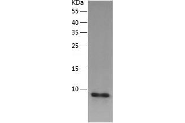 ABRACL/C6orf115 Protein (AA 1-81) (His tag)