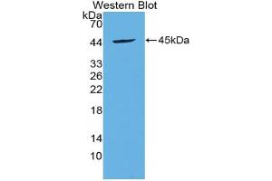 Western blot analysis of the recombinant protein. (BDNF antibody  (AA 139-249))