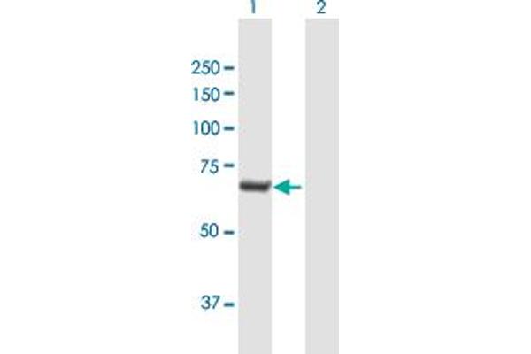 BPIFB4 antibody  (AA 1-575)