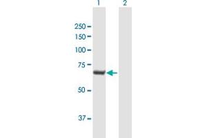 Western Blot analysis of C20orf186 expression in transfected 293T cell line by C20orf186 MaxPab polyclonal antibody.