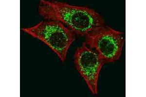 Immunofluorescence (IF) image for anti-Apoptosis-Inducing Factor, Mitochondrion-Associated, 1 (AIFM1) antibody (ABIN3003960) (AIF antibody)