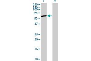 Western Blot analysis of SHMT1 expression in transfected 293T cell line by SHMT1 MaxPab polyclonal antibody. (SHMT1 antibody  (AA 1-483))