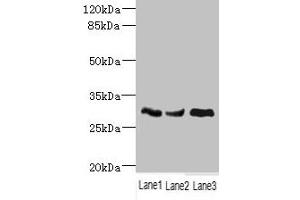 Western blot All lanes: NDUFS3 antibody at 1. (NDUFS3 antibody  (AA 37-264))