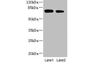 Western blot All lanes: NBPF3 antibody at 1. (NBPF3 antibody  (AA 1-252))