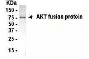 Western Blotting (WB) image for anti-V-Akt Murine Thymoma Viral Oncogene Homolog 1 (AKT1) (AA 2-200) antibody (ABIN2467767)