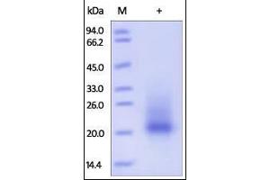 Mouse SCF, His Tag on SDS-PAGE under reducing (R) condition. (KIT Ligand Protein (KITLG) (AA 26-189) (His tag))