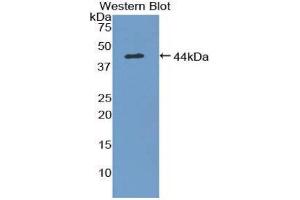 Western Blotting (WB) image for anti-Mucosae Associated Epithelia Chemokine (AA 29-131) antibody (ABIN1859800) (Mucosae Associated Epithelia Chemokine (AA 29-131) antibody)