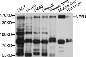 Western blot analysis of extracts of various cell lines, using NPR1 antibody (ABIN4904568) at 1:1000 dilution.