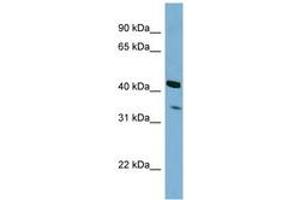 Image no. 1 for anti-Peroxisomal Biogenesis Factor 26 (PEX26) (N-Term) antibody (ABIN6742056) (PEX26 antibody  (N-Term))