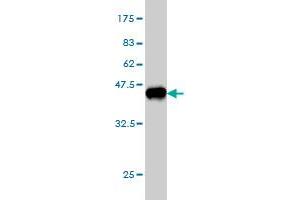 Western Blot detection against Immunogen (37. (RAPGEF4 antibody  (AA 1-110))