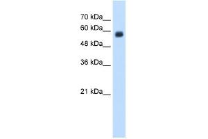 WB Suggested Anti-CLEC4M Antibody Titration:  1. (C-Type Lectin Domain Family 4, Member M (CLEC4M) (N-Term) antibody)