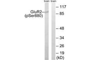 Western blot analysis of extracts from mouse brain, using GluR2 (Phospho-Ser880) Antibody. (GRIA2 antibody  (pSer880))