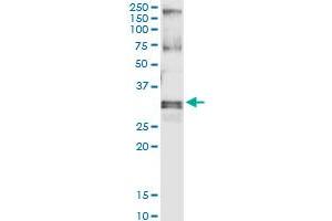 Immunoprecipitation of HUS1 transfected lysate using anti-HUS1 MaxPab rabbit polyclonal antibody and Protein A Magnetic Bead , and immunoblotted with HUS1 purified MaxPab mouse polyclonal antibody (B01P) . (HUS1 antibody  (AA 1-280))