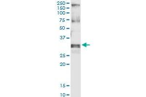 Immunoprecipitation of HUS1 transfected lysate using anti-HUS1 MaxPab rabbit polyclonal antibody and Protein A Magnetic Bead , and immunoblotted with HUS1 purified MaxPab mouse polyclonal antibody (B01P) .