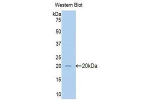 Western Blotting (WB) image for anti-Pim-1 Oncogene (PIM1) (AA 122-261) antibody (ABIN1078443) (PIM1 antibody  (AA 122-261))