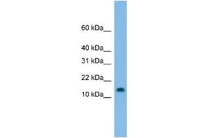 WB Suggested Anti-HES5 Antibody Titration: 0.